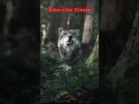 Good Morning Intelligent Wolf Prince #shortsvideo #attitude #animals #wolf #goodmorning #morning