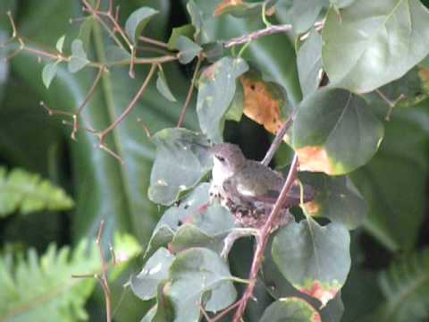Hummingbird Mom Doing Evening Feeding