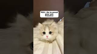 Chats mignons 2 🐱 | POV : On te prend pour une friandise 🍰 |  #cat #cute #shorts