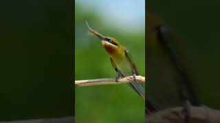 Trending reel tutorial check out comment for details #shorts #editingshorts #tutorial #videotutorial