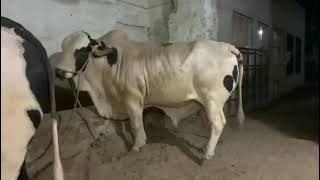 #mashaallah heavyweight bachry Qurbani season 2023 #pakistancattlemarket