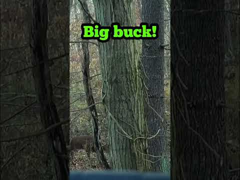 Monster Pa buck with the crossbow! #deerhunting #shorts #archery #archeryhunting #tactacam #bucks