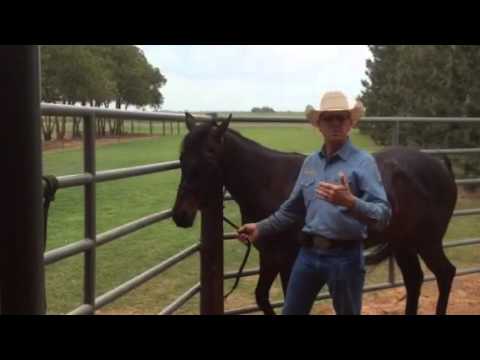 Training Tip: Halter Breaking (Part IV)