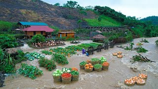 From Farm to Market… Then Disaster 😱 | Harvest, Cook & Rebuild After the Biggest Flood Ever
