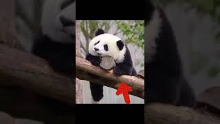 Okay, don't be afraid, I'm here - Pandagram