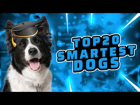 Top 20 Smartest Dogs! 🤓🐶