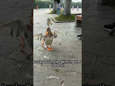 Lucky Duck, Like Winning the Lottery!#like