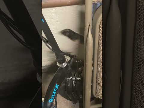 Cat disappears into a chair