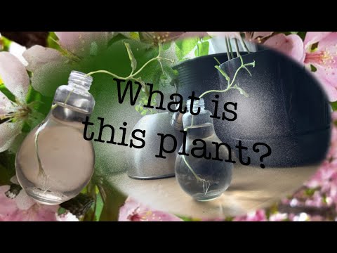 Mystery plant