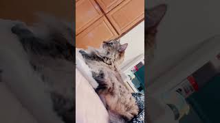 #fyp #cats #catcontent #cutepets