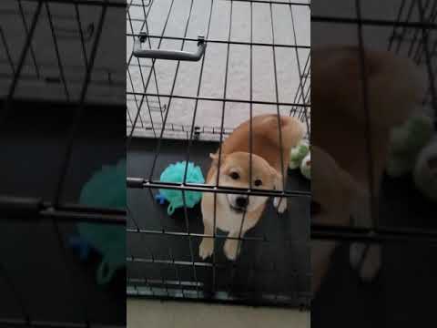 a happy shiba puppy!