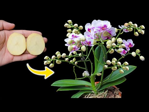 1000 orchids have bloomed just by this way, not everyone knows