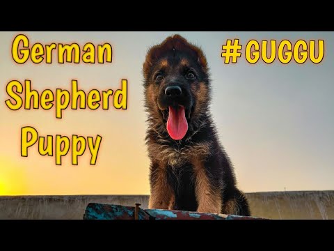 GUGGU BABU 😘|| German Shepherd Double Coatpuppy || Playing with GUGGU||  full Active Puppy||