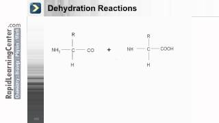 Rapid Learning: The Macromolecules - What are Macromolecules?