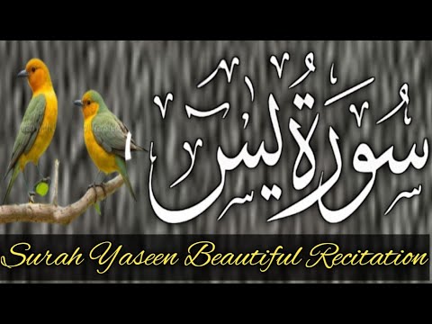 Surah yaseen fast  recitation | Surah yaseen complete | Surah yaseen | Learn Quran by yourself