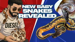 Did We Just Unlock New Genetic Potential in the Piebald Project?!? NEW Baby Snakes REVEALED!