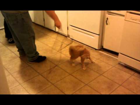Cat chases whip