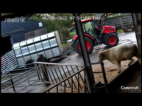 Loading Cattle into Ifor Williams trailer pulled by Zetor Proxima