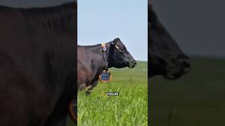 Virtual Fencing For Cattle #shorts #youtubeshorts #viralshorts #facts #amazingfacts