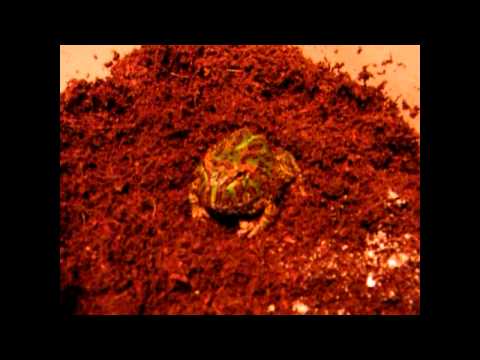 ORNATE PAC EATS SUPERWORM