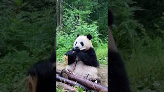 If you want to eat, you have to peel it - Pandagram