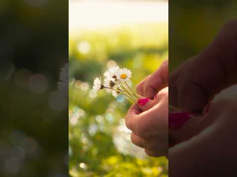 Feeling of Summer | Sony FX30 & Sigma 18-35mm f1.8 & Atomos Ninja V | 4K Cinematic Video