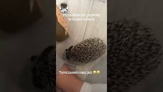 Funny Hedgehog Moments That Will Make You Smile #funny  #animals #hedgehog