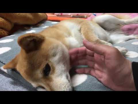 最初噛もうと口開けるけど、優しい柴犬はそこから違う!