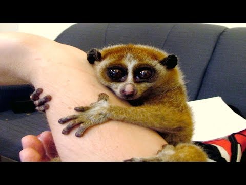 14 Rare Fascinating Primates