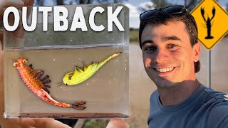 I Found FAIRY SHRIMP in the Aussie Outback! (Unreal Discovery)
