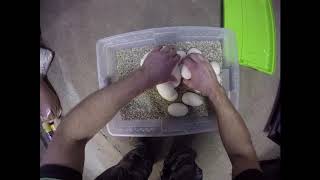 Removing eggs for Goldie our Reticulated python (Python reticulatus)