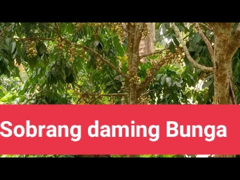 Iisang Puno Ng Lansones pero hitik s bunga #viral #vlog #fyp