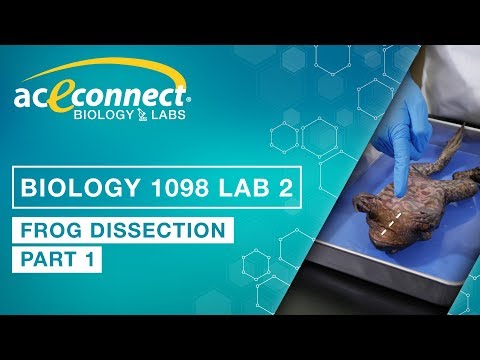 Biology 1098 Lab 2 || Frog Dissection - Part 1