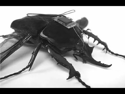A INTELIGÊNCIA ARTIFICIAL DA DARPA BASEADA EM INSETOS