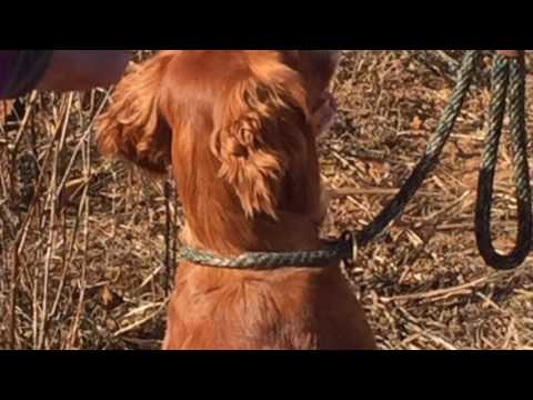 Lime Rock Cocker Preserve