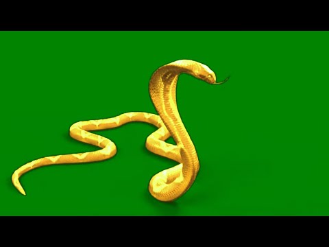 Prathna sheeh nagin on green screen || nagin snake in green screen magic #green