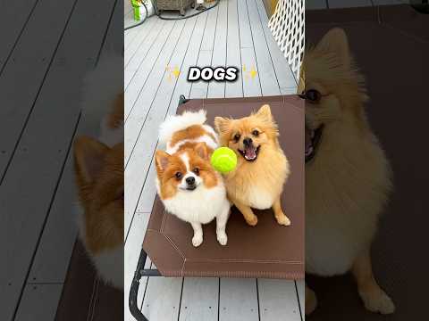 Most Beautiful Things in Life… DOGS 🐶 #dogs #pom #pomeranian #cutedog #dog #dogshorts #poms #pets