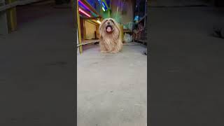 #doglover 🥰#statusvideo #whatsapp 😱#cutestatus 🥰🐕