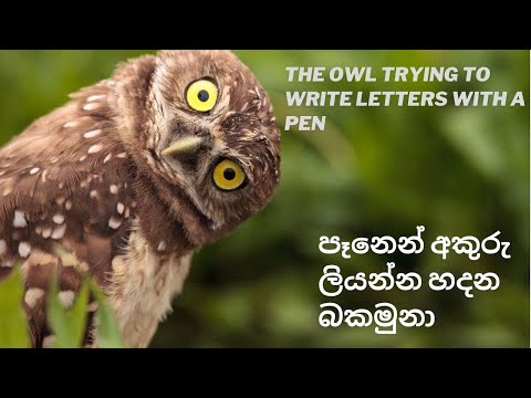 Owl