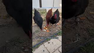 Chicken is a Bad Idea! Horror Show 😱 #shorts #petchickens #funnychicken