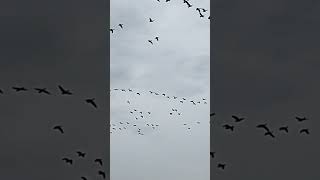 Big gaggle of Geese flying south for the winter. WOW!!! #shorts #nature #birds #fyp