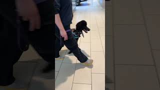 Service Dog Training at the Mall: 4 Skills to Train! 🐕‍🦺