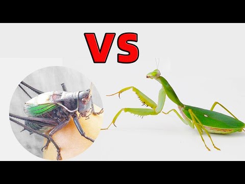 Rhombodera stalli Mantis VS Katydid, So powerful