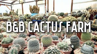 Cactus Shopping at B & B Cactus Farm | Incredible plant selection & specimens | Tucson, Arizona