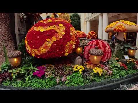 9/30/23 Bellagio Conservatory Fall Display Day and Night Views