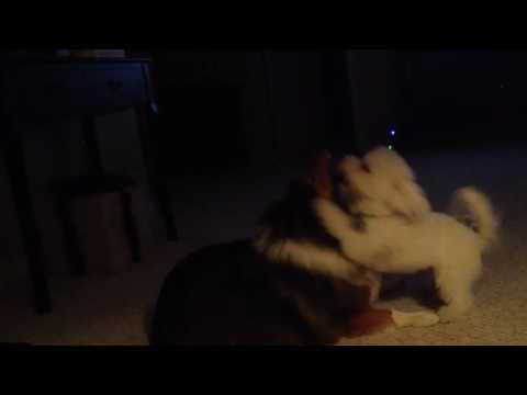 My Shetland Sheepdog and Bichon Pretending to Fight Each Other