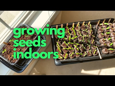 ENG & KOR SUB) Growing seeds indoors 실내에서 모종 키우기
