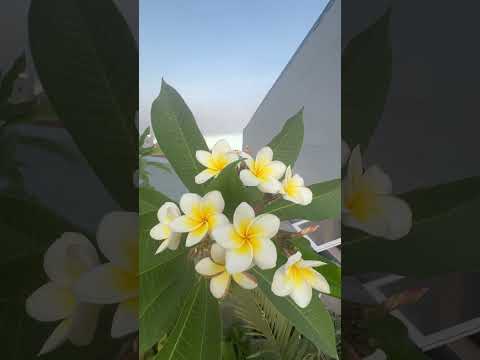 Scented Noid Plumeria..💐💐💐 #flowers #nature #relaxing #beautiful #beauty #iloveflowers