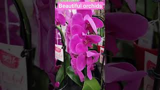 Orchids #youtubeshorts #floweringplants #orchidslover #orchid #viral #asmr #plants #flowers