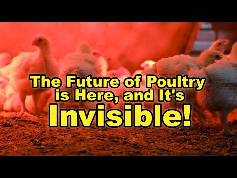 The Future of Poultry is Here and It's Invisible!